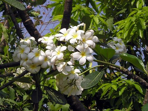 Plumeria_obtusum .jpg - Plumeria obtusum : Đại lá tà, Sứ trắng